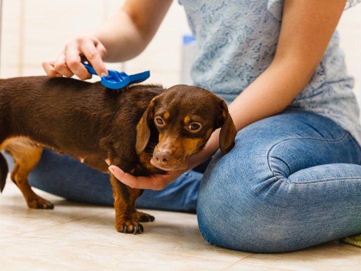 Quanto costa sterilizzare un cane?
