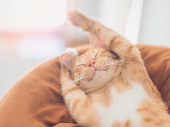 Quanto costa sterilizzare un gatto?