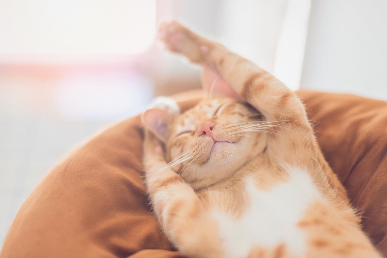Quanto costa sterilizzare un gatto?