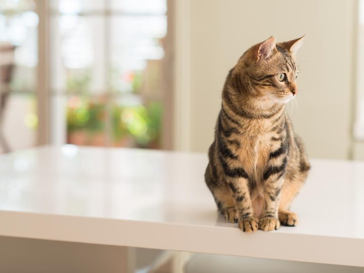 Quanto costa sverminare un gatto?