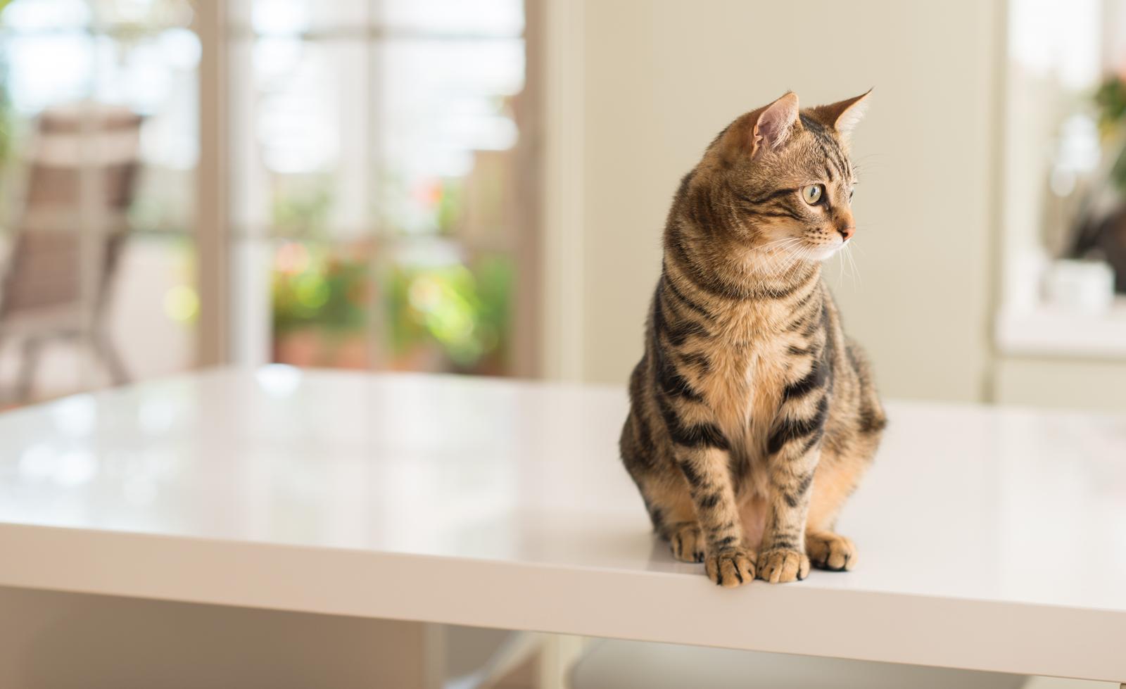 Quanto costa sverminare un gatto?
