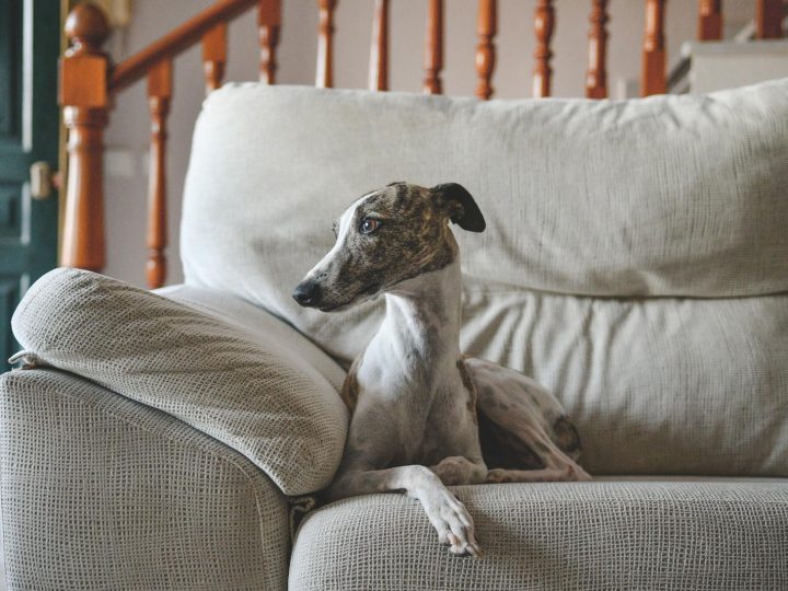 Quanto costa un cane piccolo?