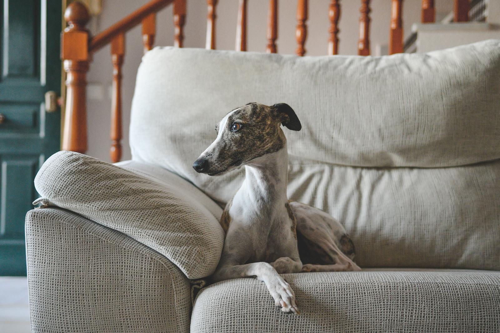Quanto costa un cane piccolo?