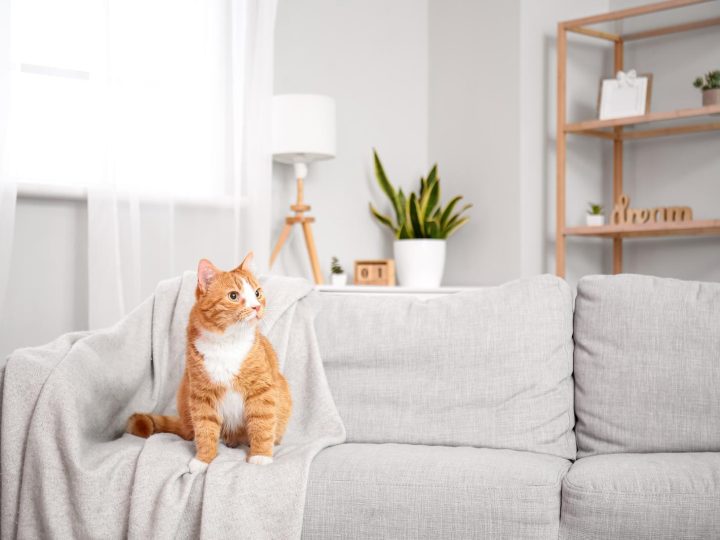 Quanto costa un gatto al gattile?