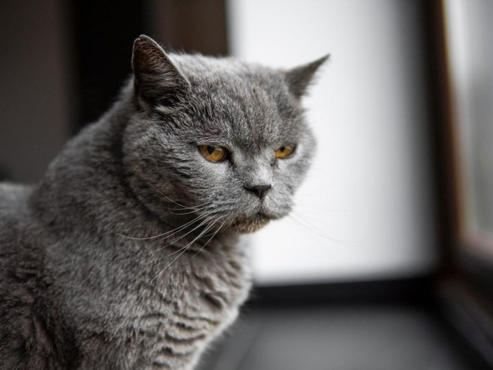 Quanto costa un gatto al mese?