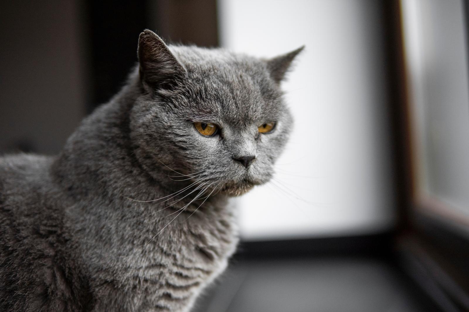 Quanto costa un gatto al mese?