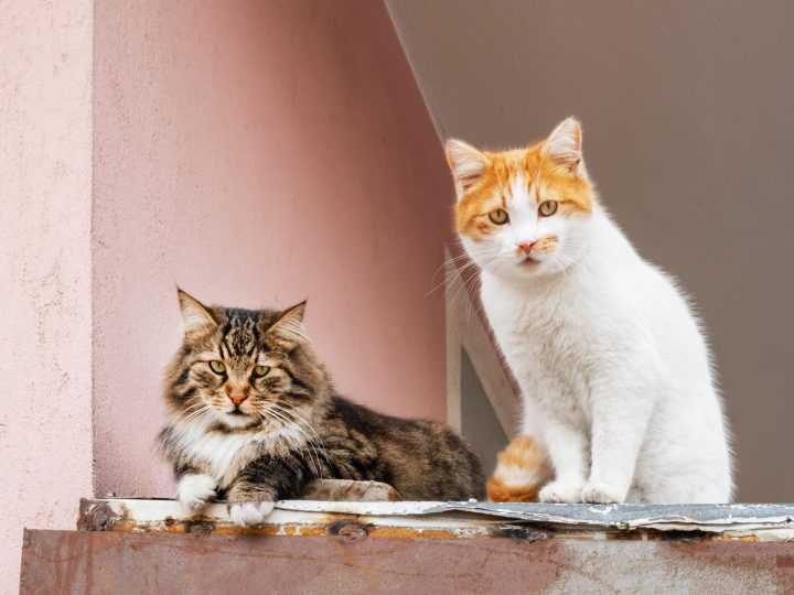 Quanto costa un gatto senza pelo?