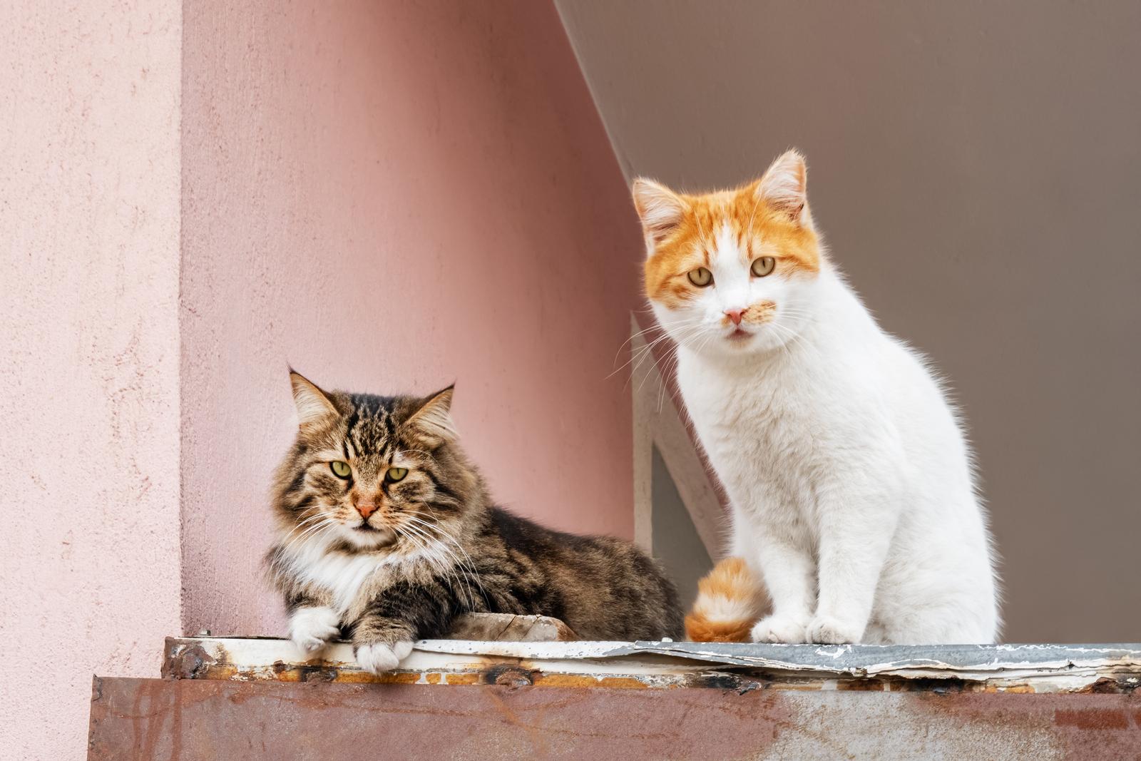 Quanto costa un gatto senza pelo?