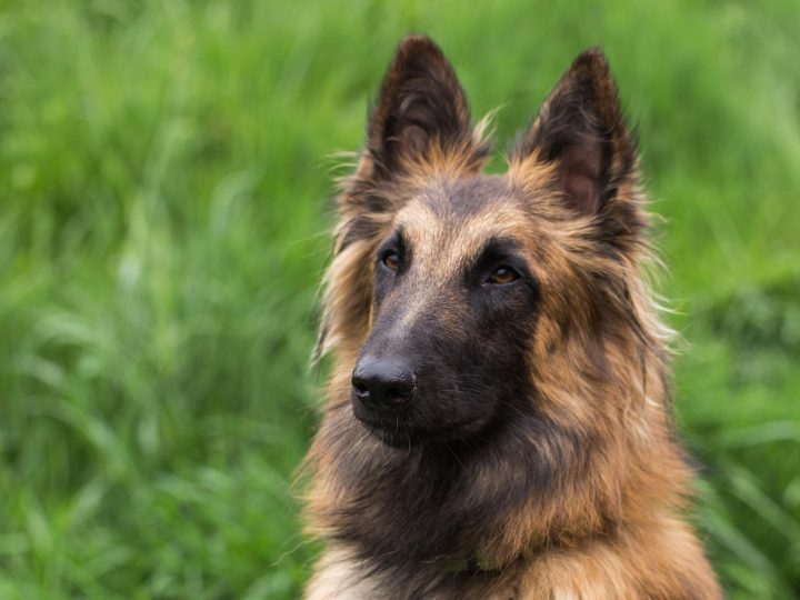 Quanto costa una pensione per cani?