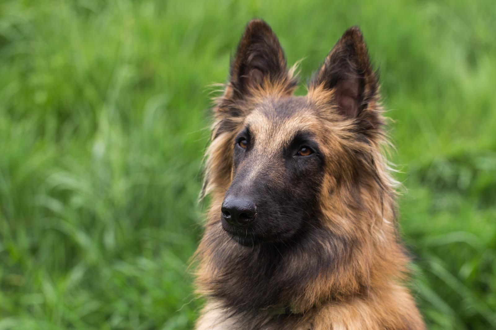 Quanto costa una pensione per cani?