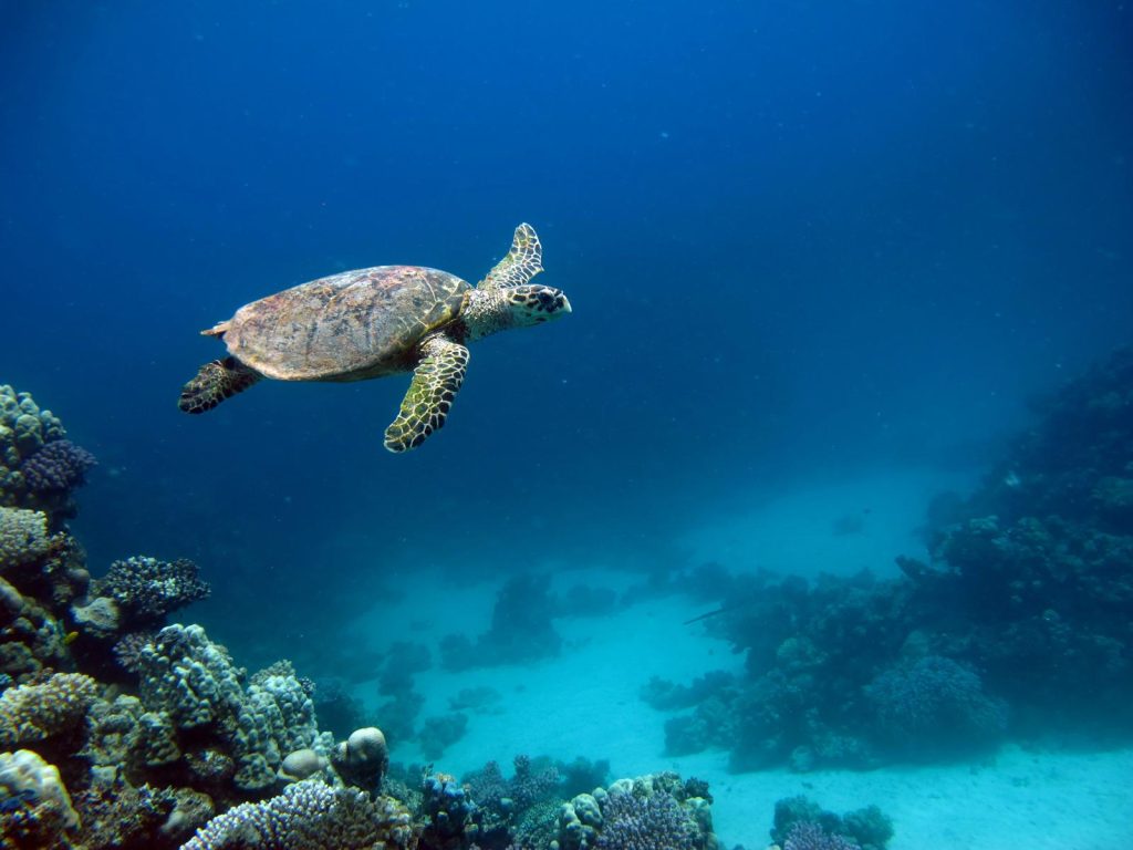 Quanto costa una tartaruga d'acqua