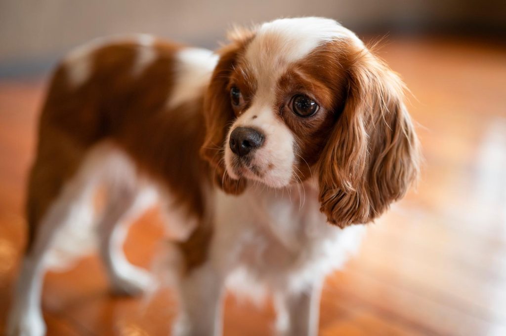 Quanto deve bere un cane