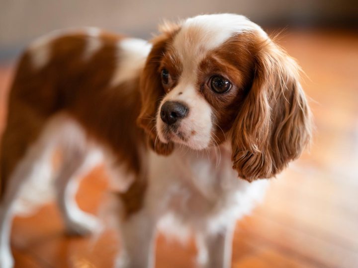 Quanto deve bere un cane?