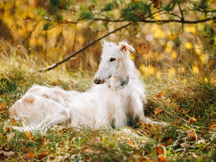 Quanto deve mangiare un cane?