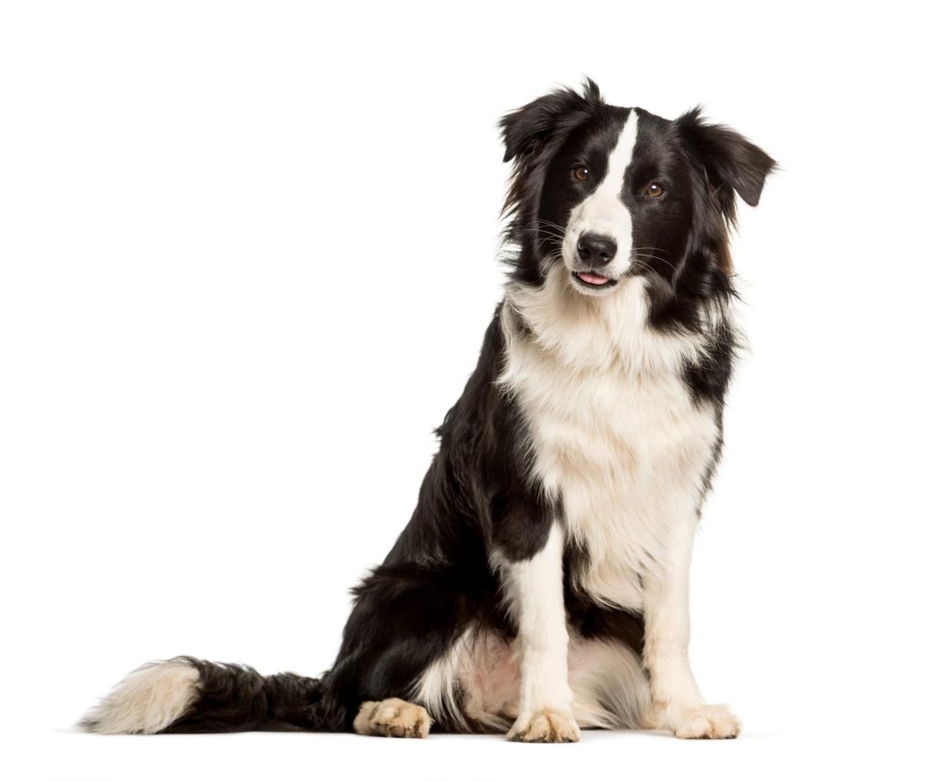 Quanto deve mangiare un cane di 25 kg