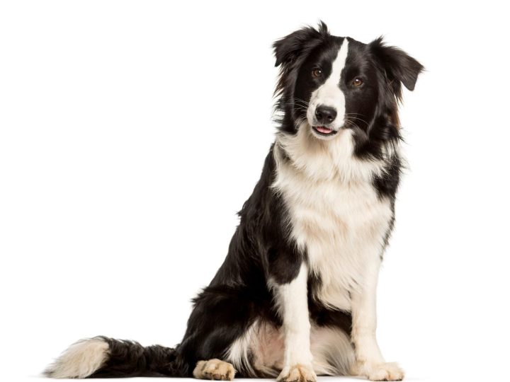 Quanto deve mangiare un cane di 25 kg?