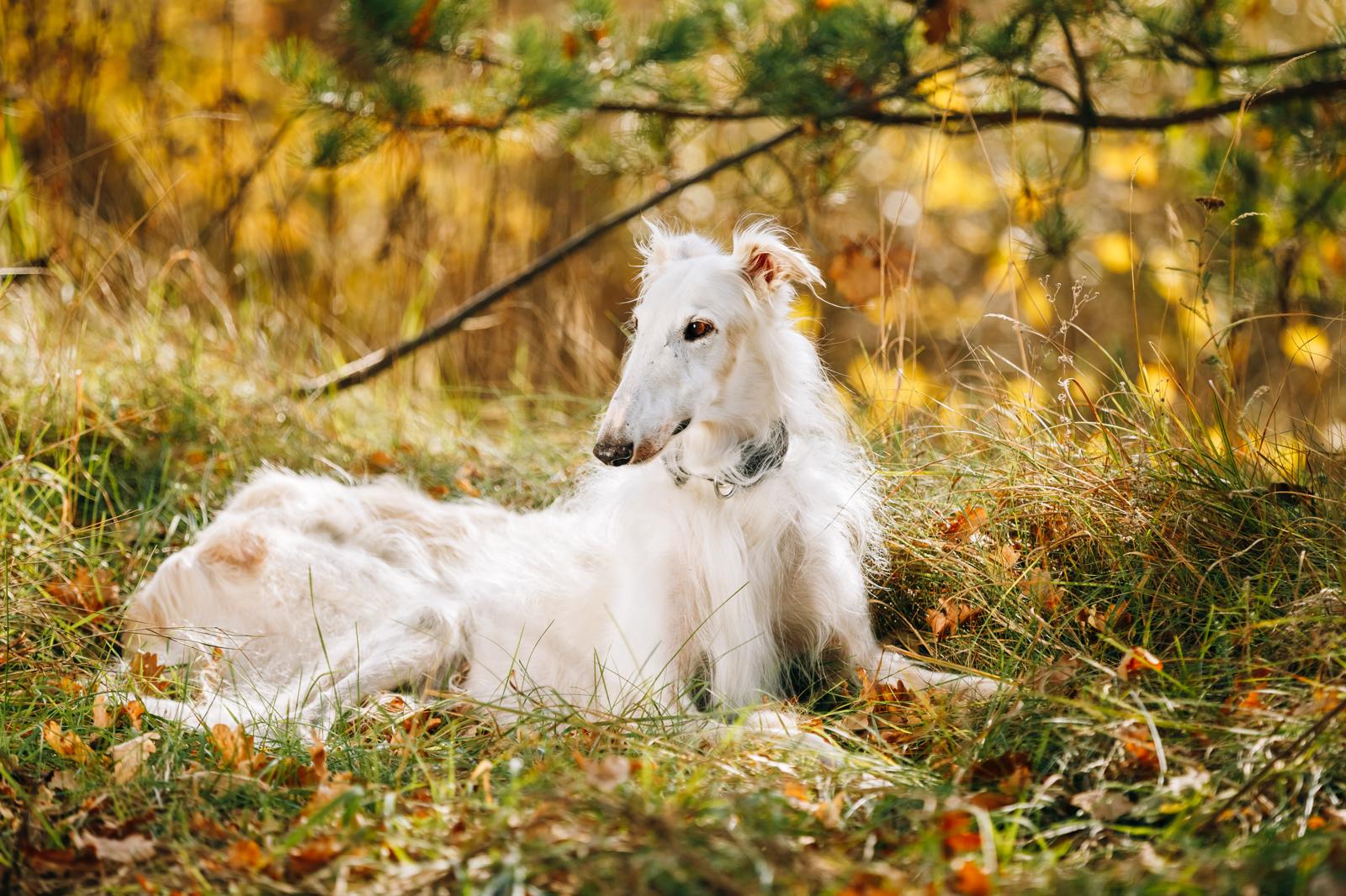 Quanto deve mangiare un cane?