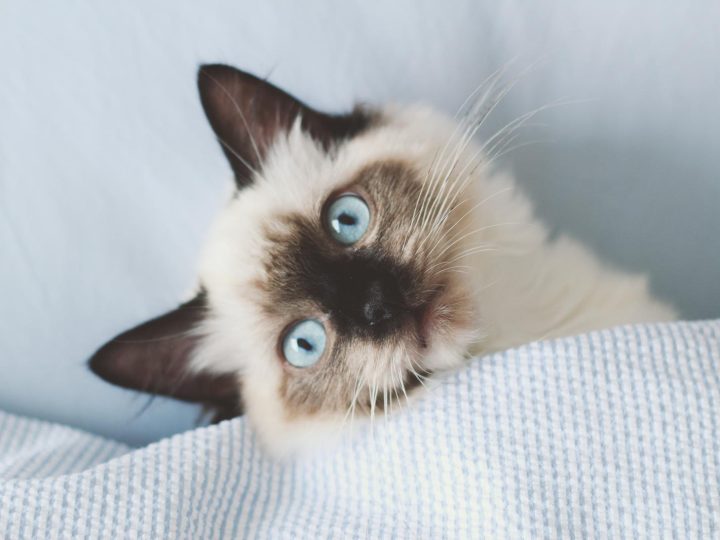Quanto deve mangiare un gatto adulto sterilizzato?
