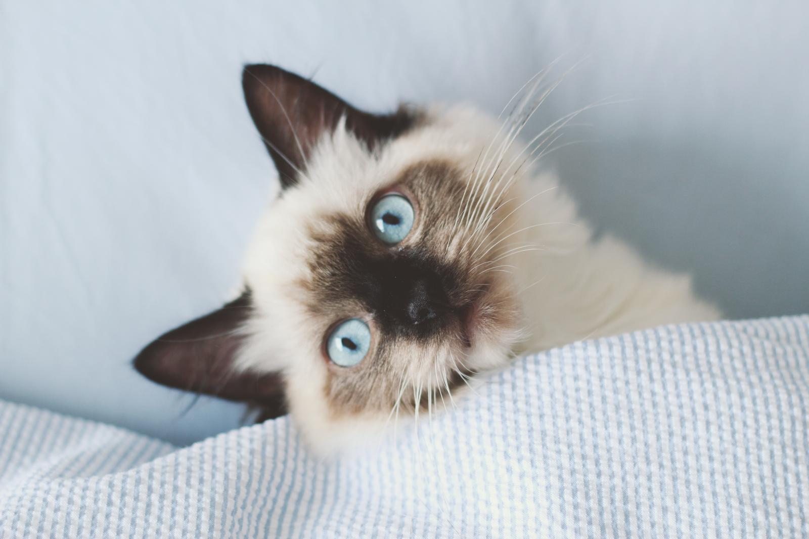 Quanto deve mangiare un gatto adulto sterilizzato?