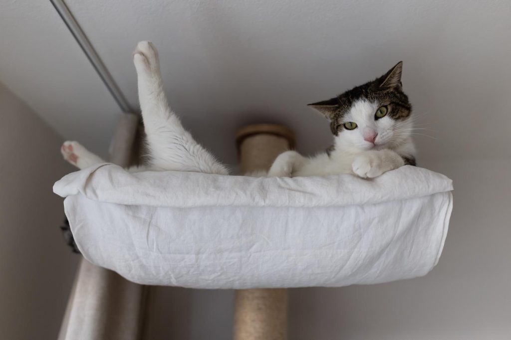 Quanto deve mangiare un gatto di 5 kg