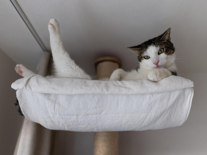 Quanto deve mangiare un gatto di 5 kg?
