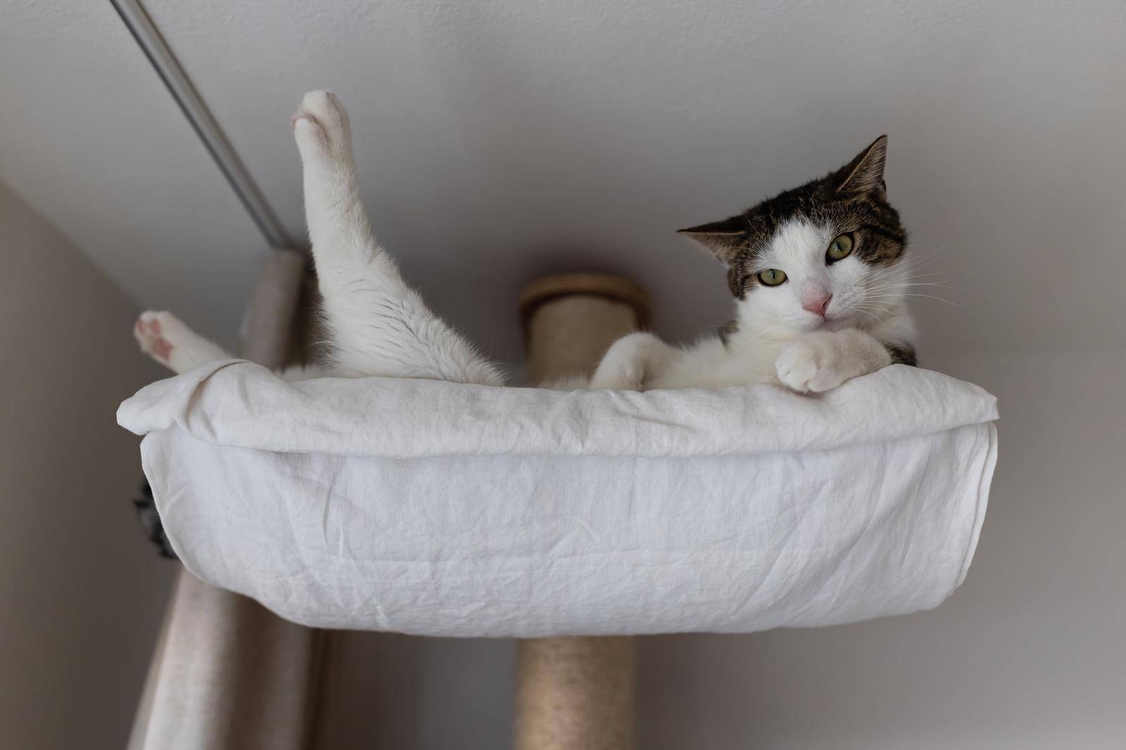 Quanto deve mangiare un gatto di 5 kg?