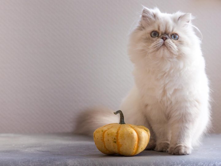 Quanto deve mangiare un gatto tra umido e secco?