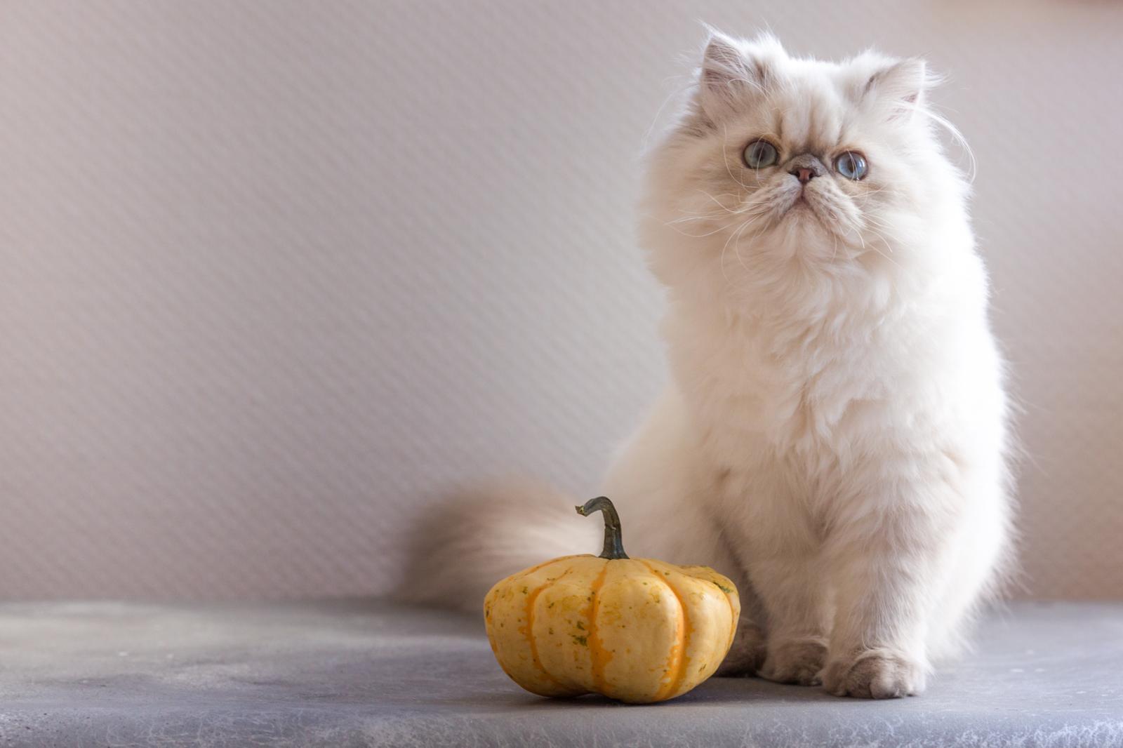Quanto deve mangiare un gatto tra umido e secco?