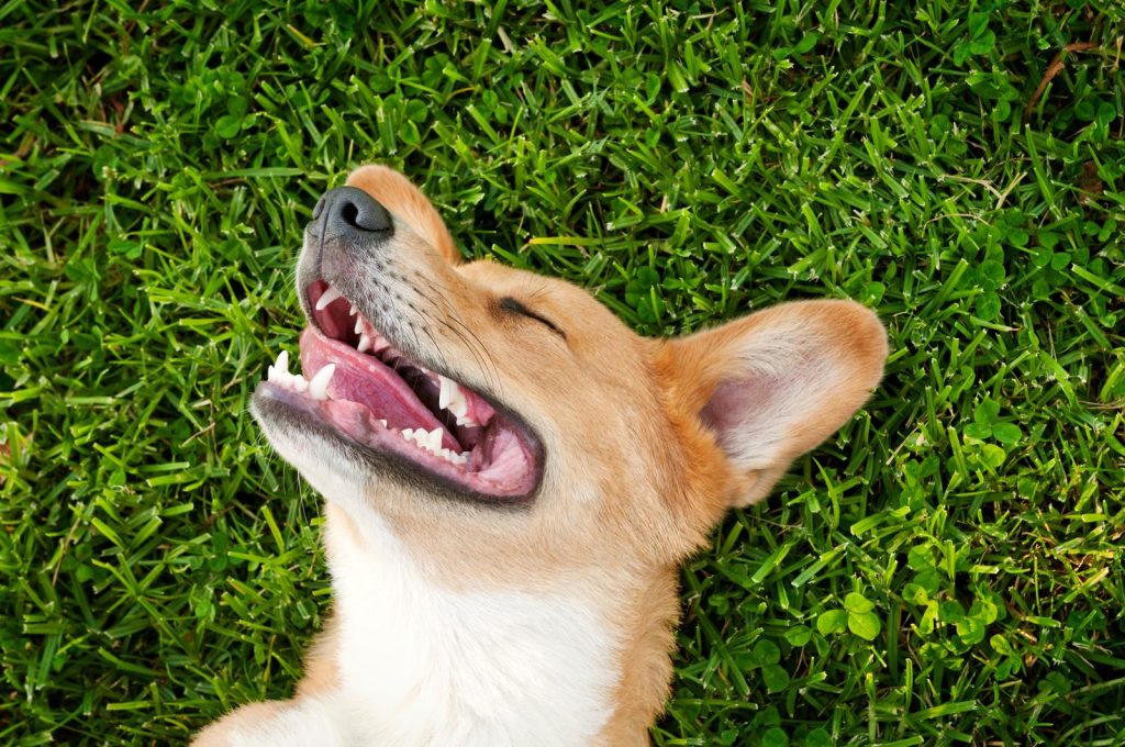 Quanto dorme un cane di 1 anno