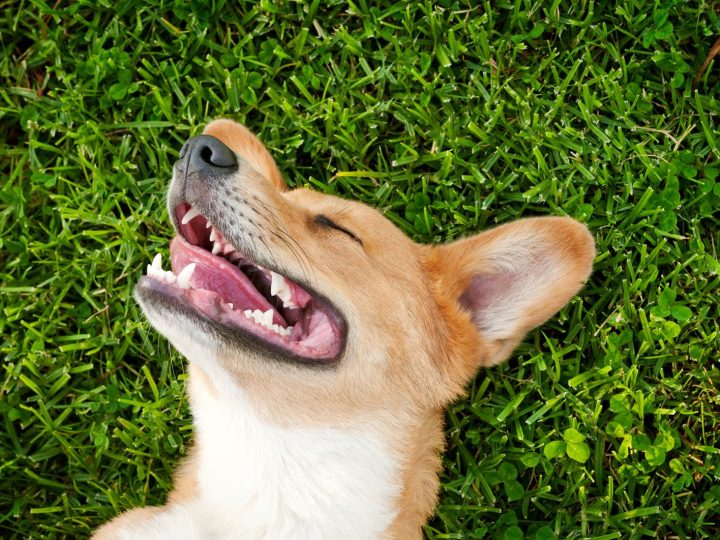 Quanto dorme un cane di 1 anno?
