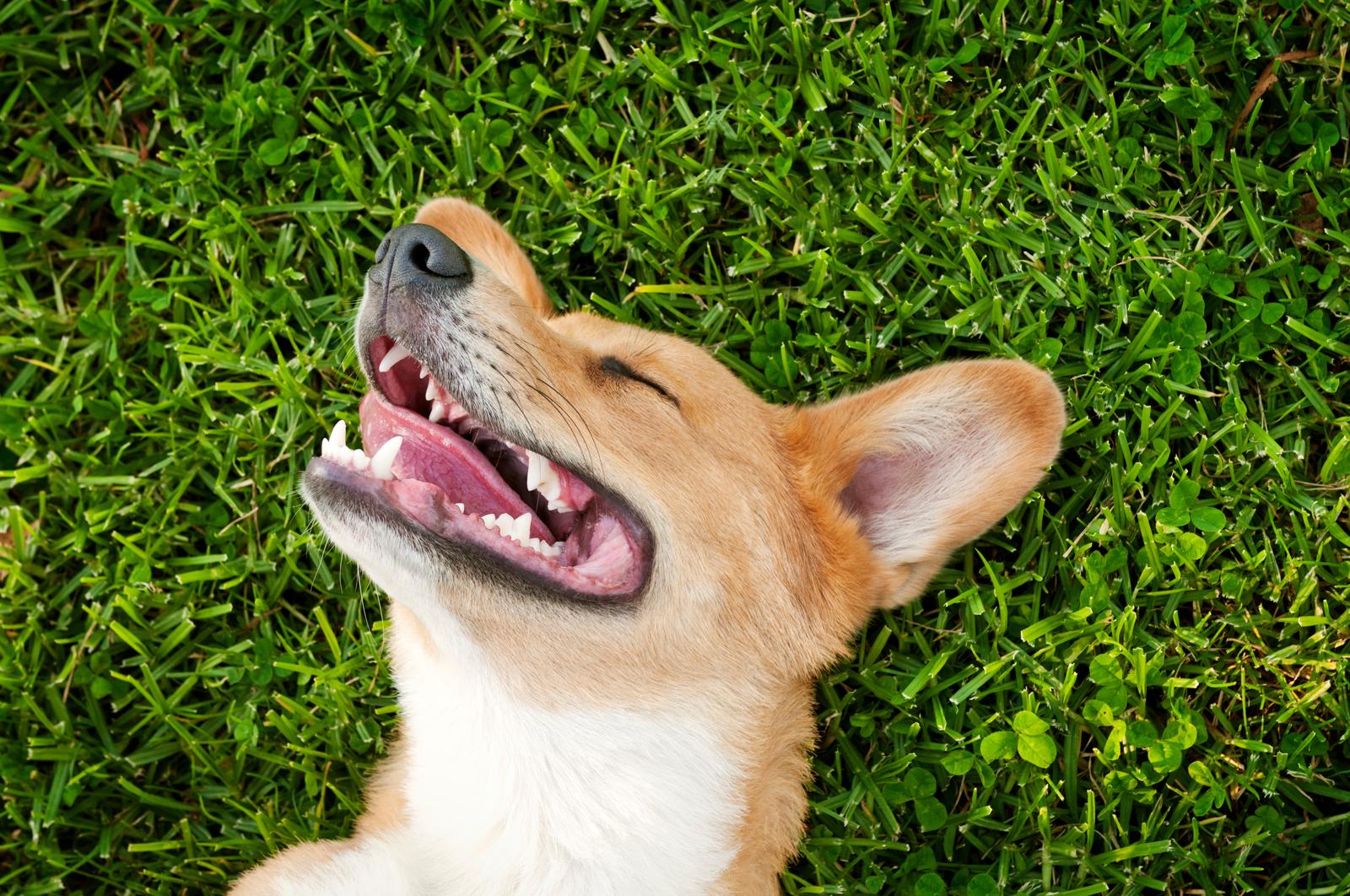 Quanto dorme un cane di 1 anno?