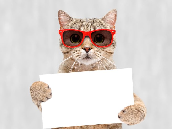 Quanto dorme un gatto di 2 mesi?