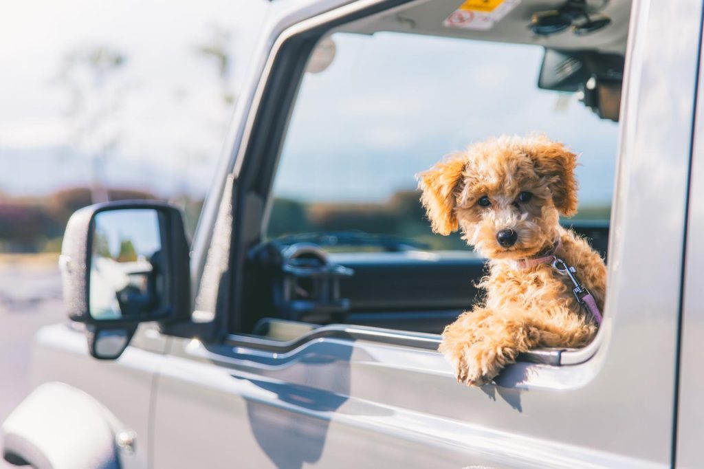 Quanto dura la digestione del cane