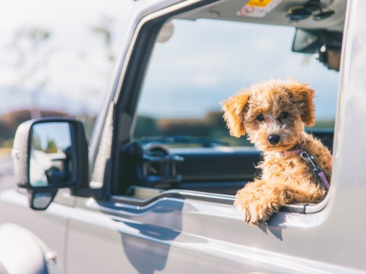 Quanto dura la digestione del cane?