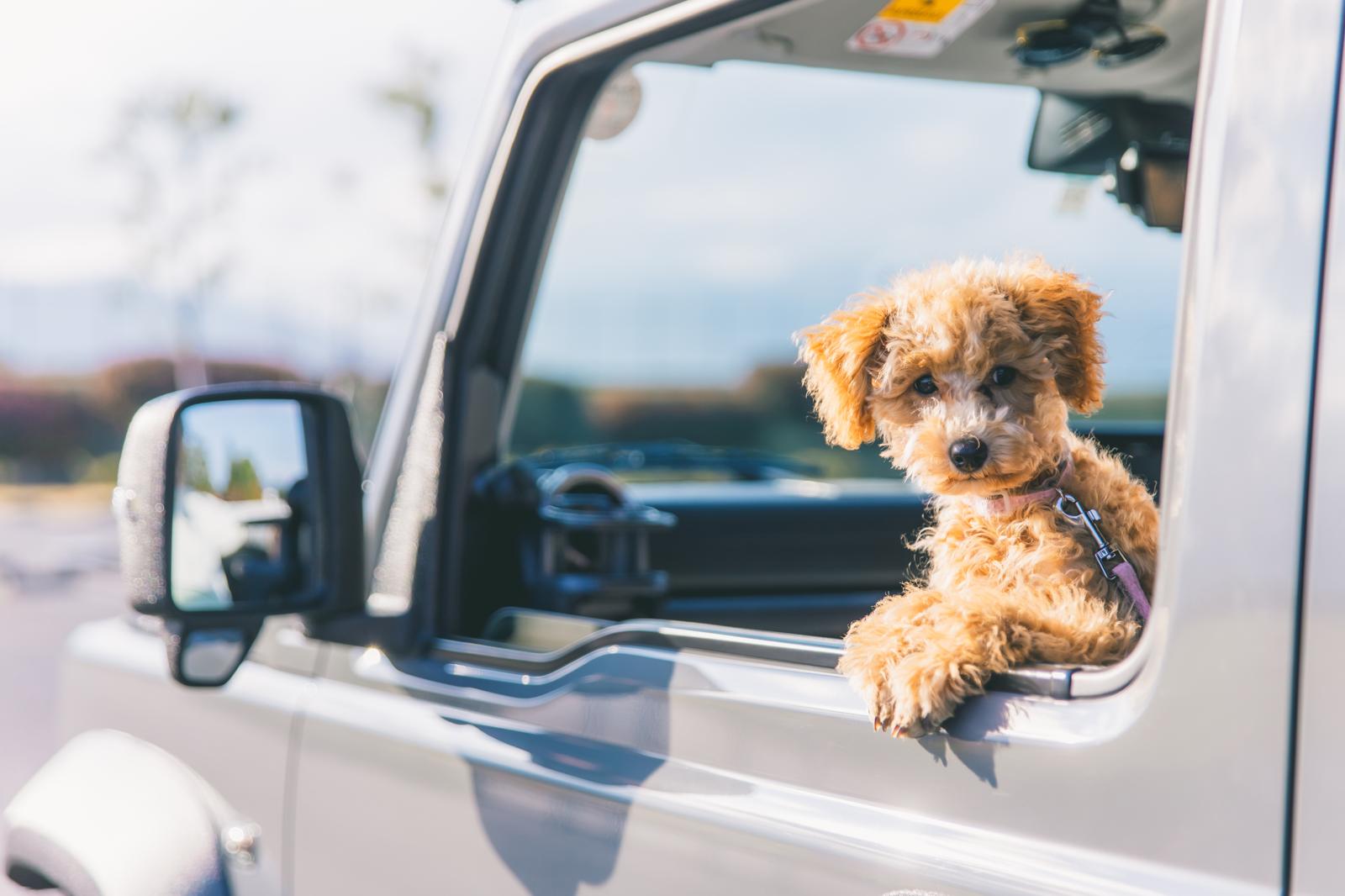 Quanto dura la digestione del cane?