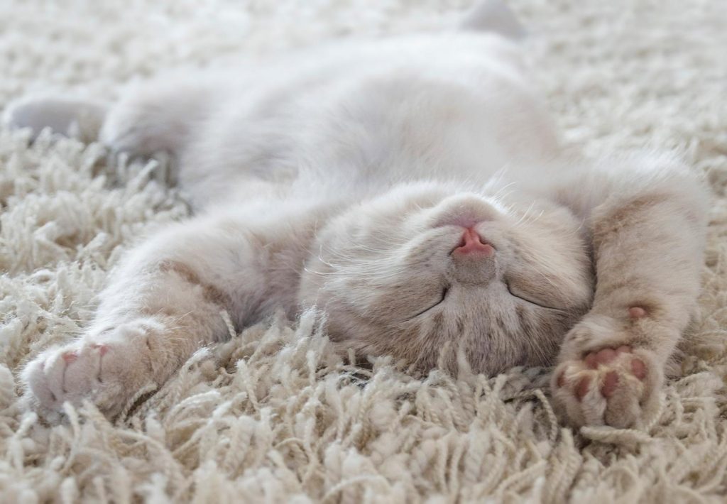 Quanto dura la gestazione di un gatto