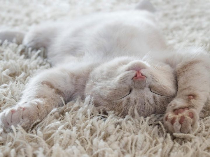 Quanto dura la gestazione di un gatto?