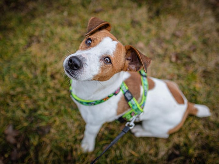Quanto dura la gravidanza di un cane?