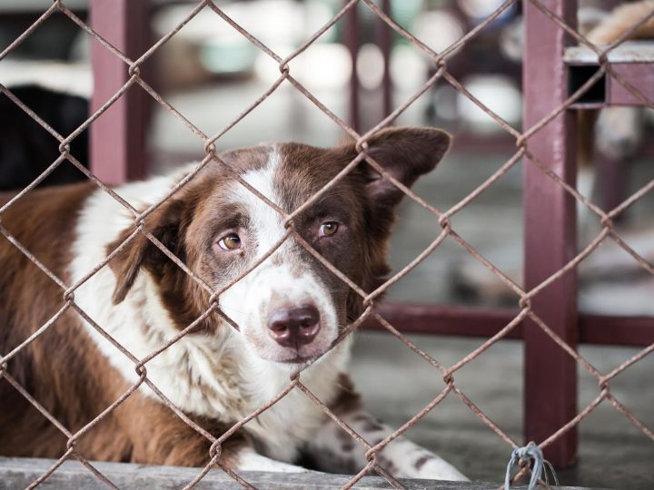 Quanto dura la gravidanza di un cane di taglia piccola?