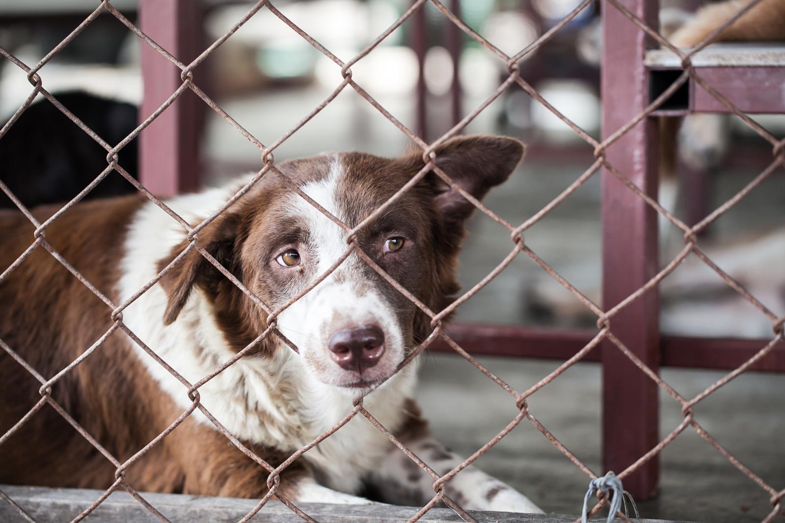Quanto dura la gravidanza di un cane di taglia piccola?