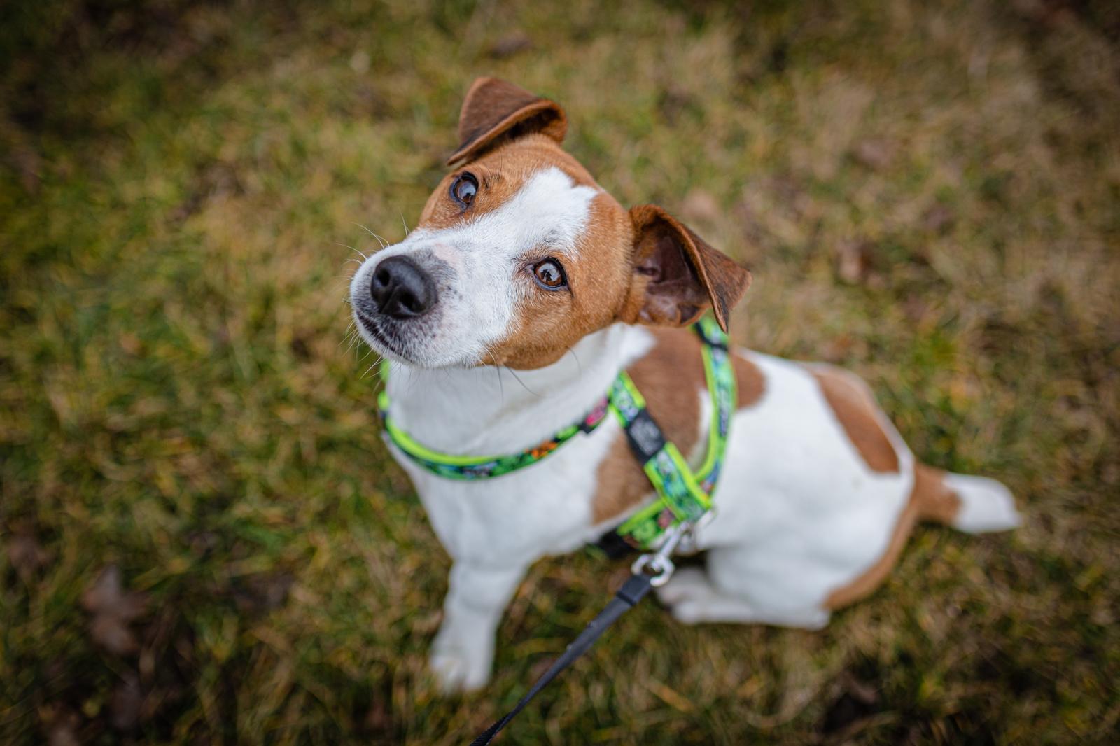 Quanto dura la gravidanza di un cane?