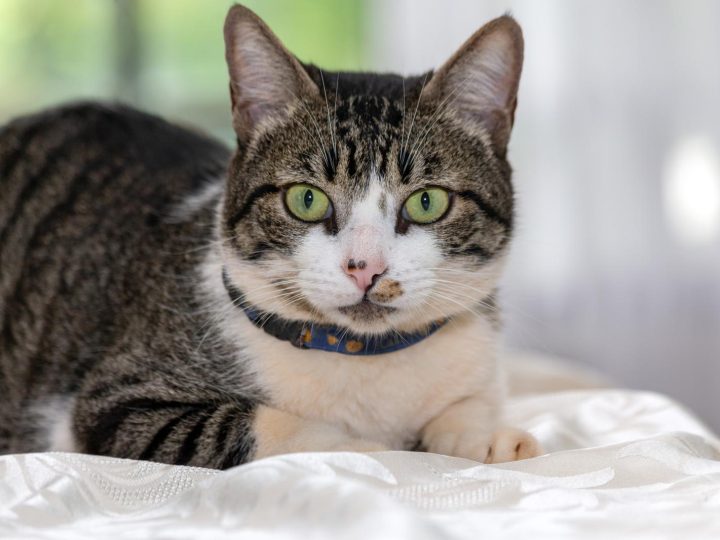 Quanto dura la vita di un gatto?