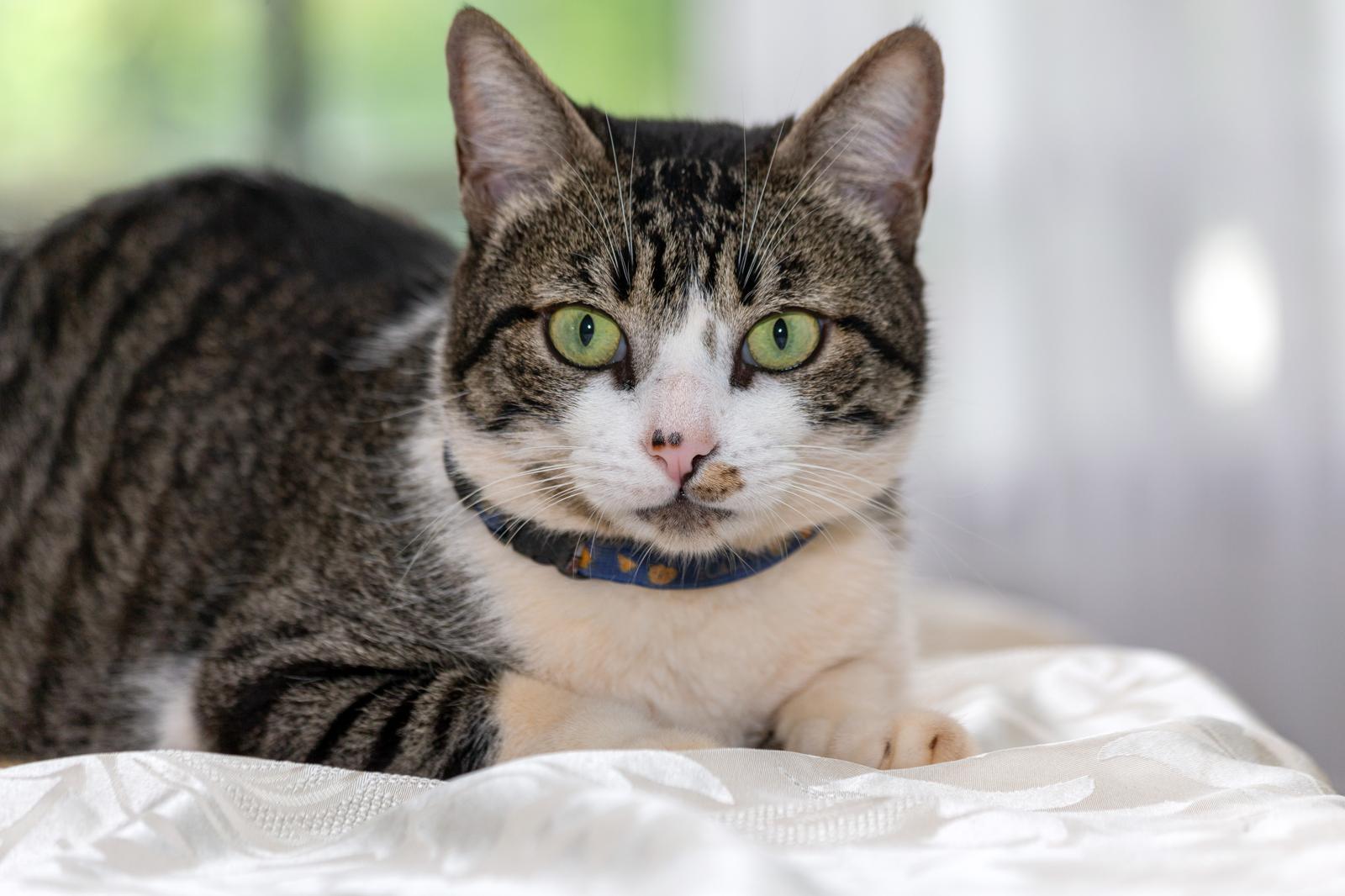 Quanto dura la vita di un gatto?
