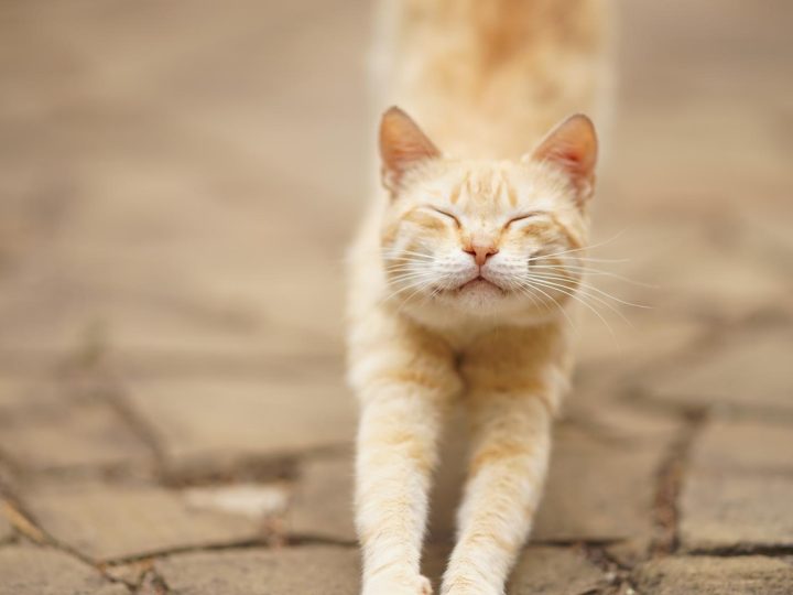 Quanto mangia un gatto adulto al giorno?