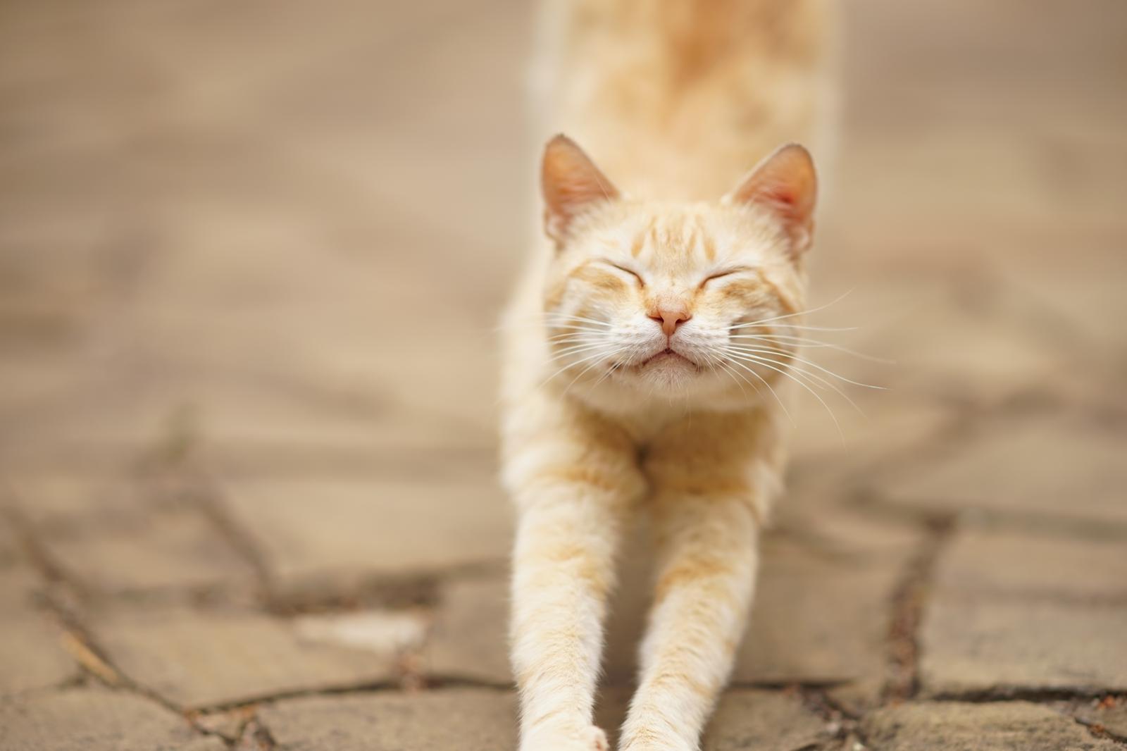 Quanto mangia un gatto adulto al giorno?