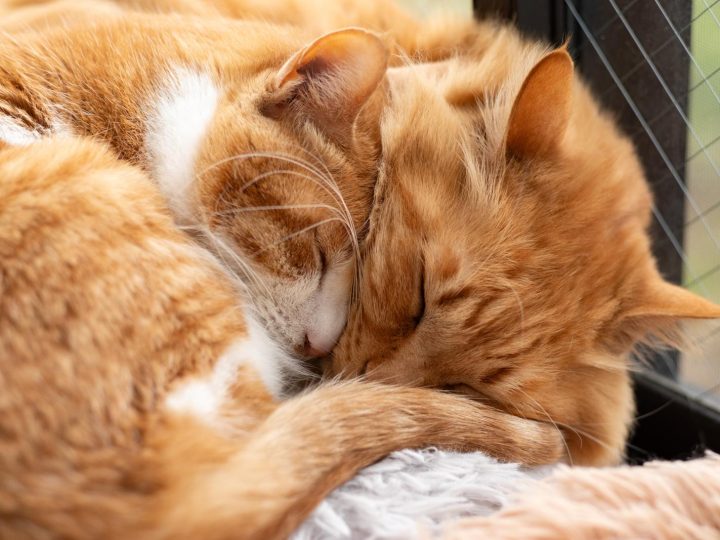 Quanto mangia un gatto di 2 mesi?