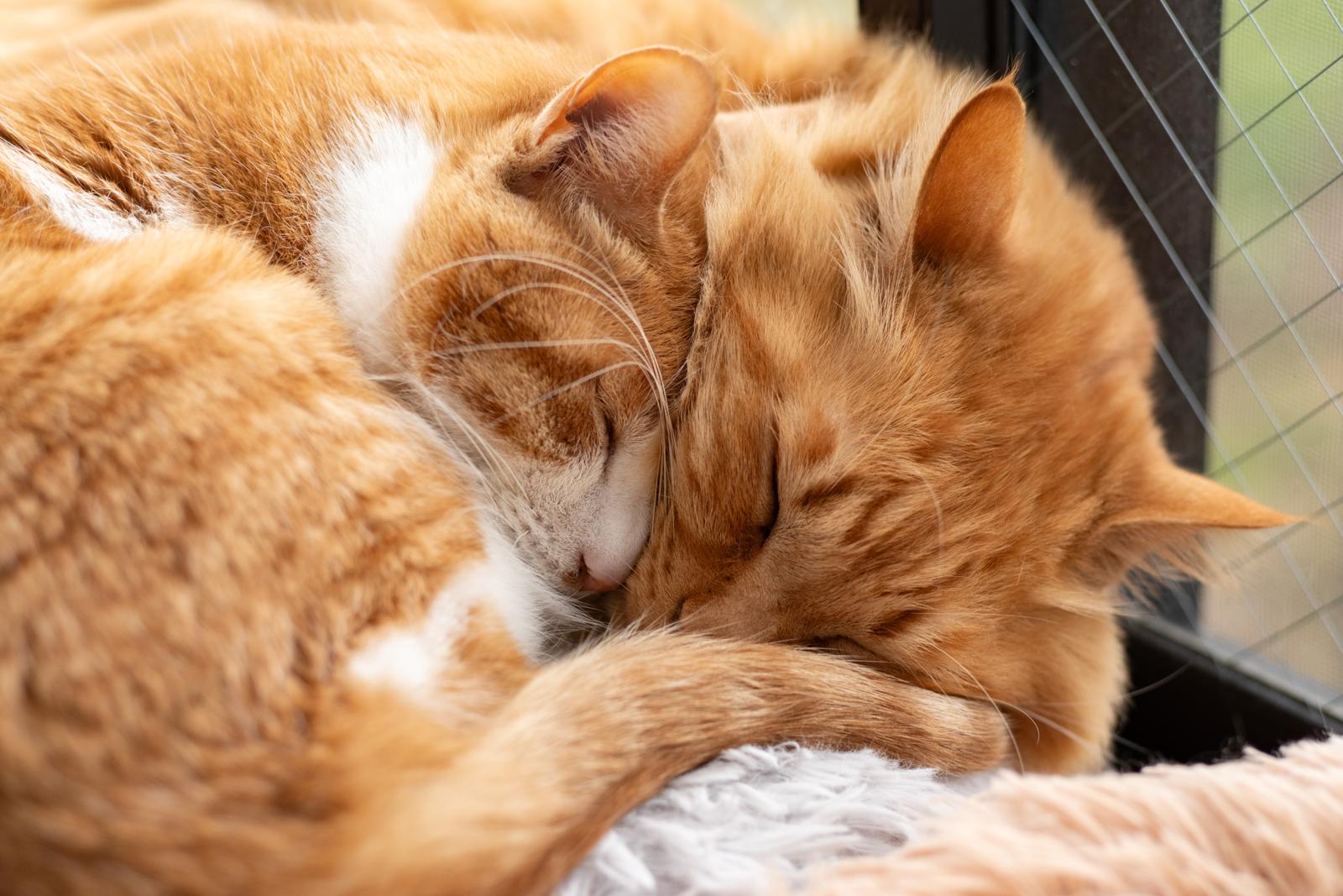 Quanto mangia un gatto di 2 mesi?