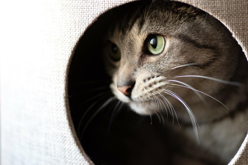 Quanto mangia un gatto di 3 mesi