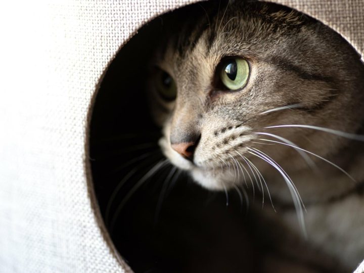 Quanto mangia un gatto di 3 mesi?