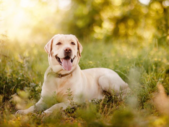 Quanto parmigiano al cane?